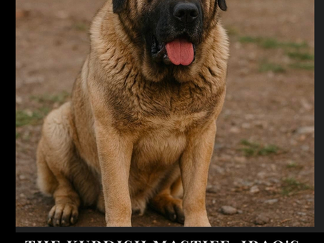 The Kurdish Mastiff: Iraq's Ancient Giant Guardian – A Living Link to Mesopotamia