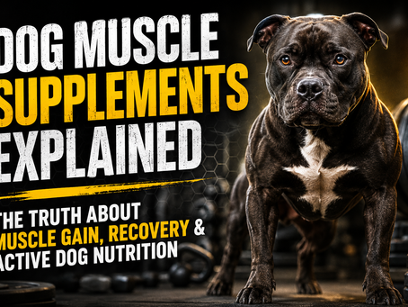 Dog Muscle Supplements Explained
The Truth About Muscle Gain, Recovery & Active Dog Nutrition