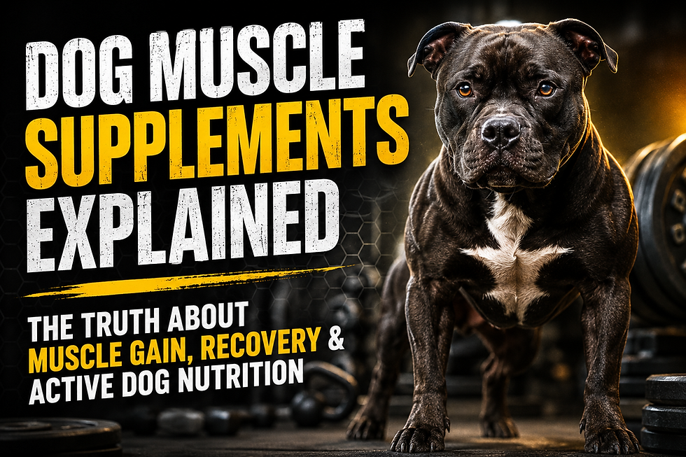 Dog Muscle Supplements Explained
The Truth About Muscle Gain, Recovery & Active Dog Nutrition