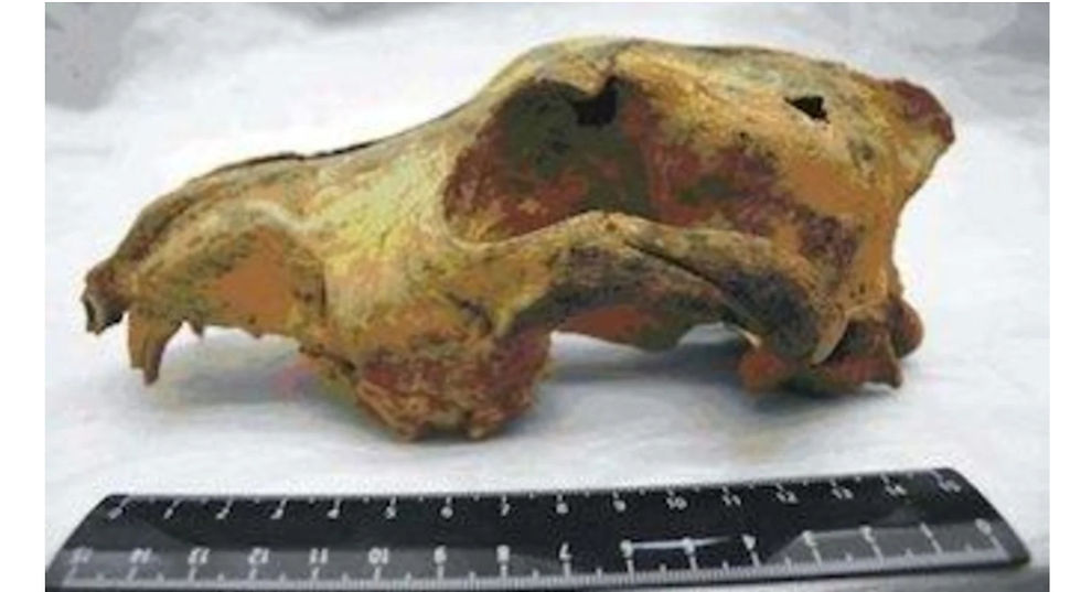 The skull of a 33,000-year-old canid was found in a cave in the Altai Mountains of southern Siberia.