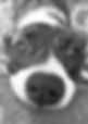 Jupiter Nose_edited.jpg