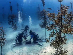 230 knobby brain Coral & 69 Staghorn Coral planted at Alligator reef