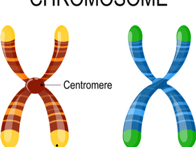 Telomeres: A Hallmark of Aging