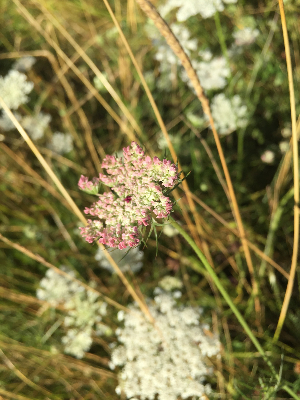 Picture of white and pink wildflowers in a field.
