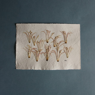 Nerines