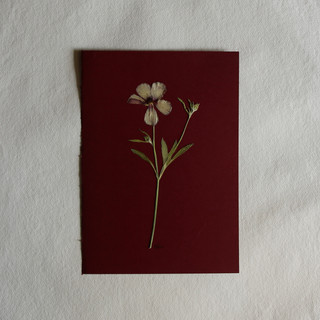 Butterfuly ranunculus