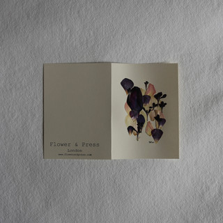 Pink rose petals, scabious and anenome petals