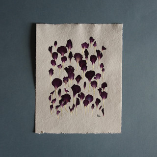 Purple carnation petals