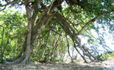 arbol_centenario almendro de playa.jpg
