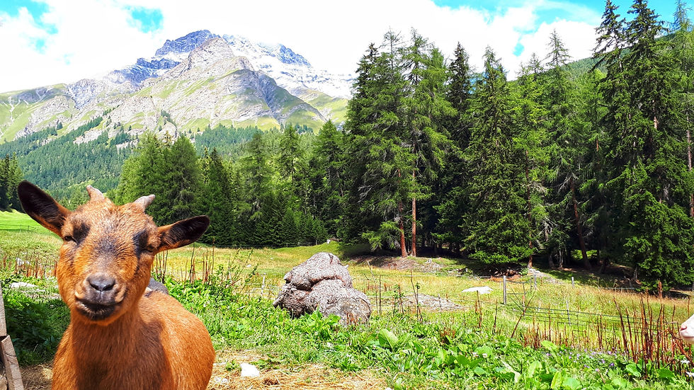 Piz_Tschütta_mit_Geiss
