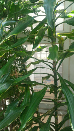 P_20160303_111815_1_p