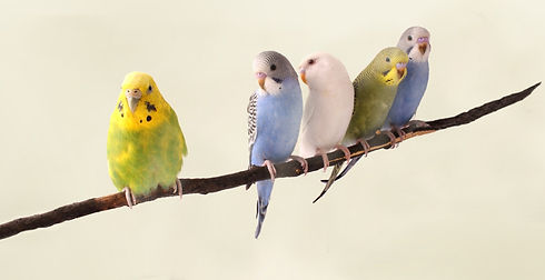Parrots%20on%20a%20Branch_edited.jpg