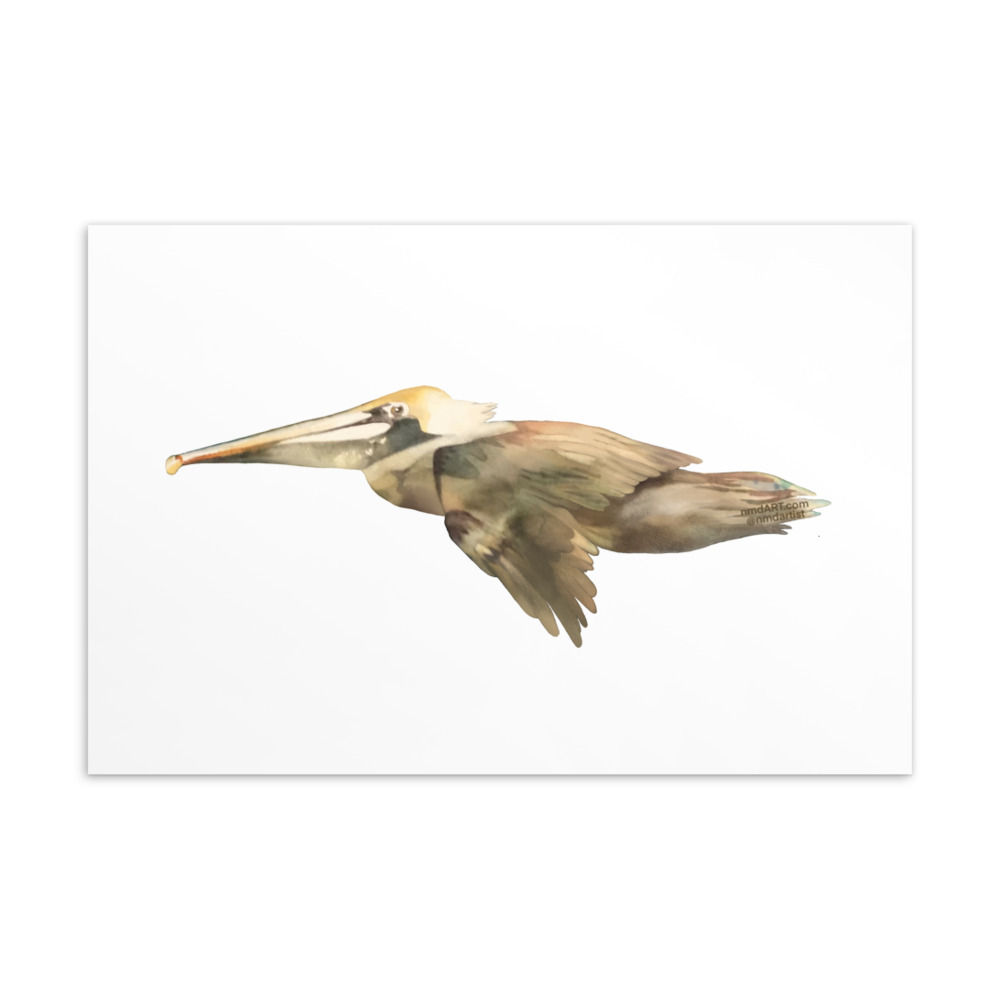 Flying Pelican Postcard by Nancy Murphree Davis
