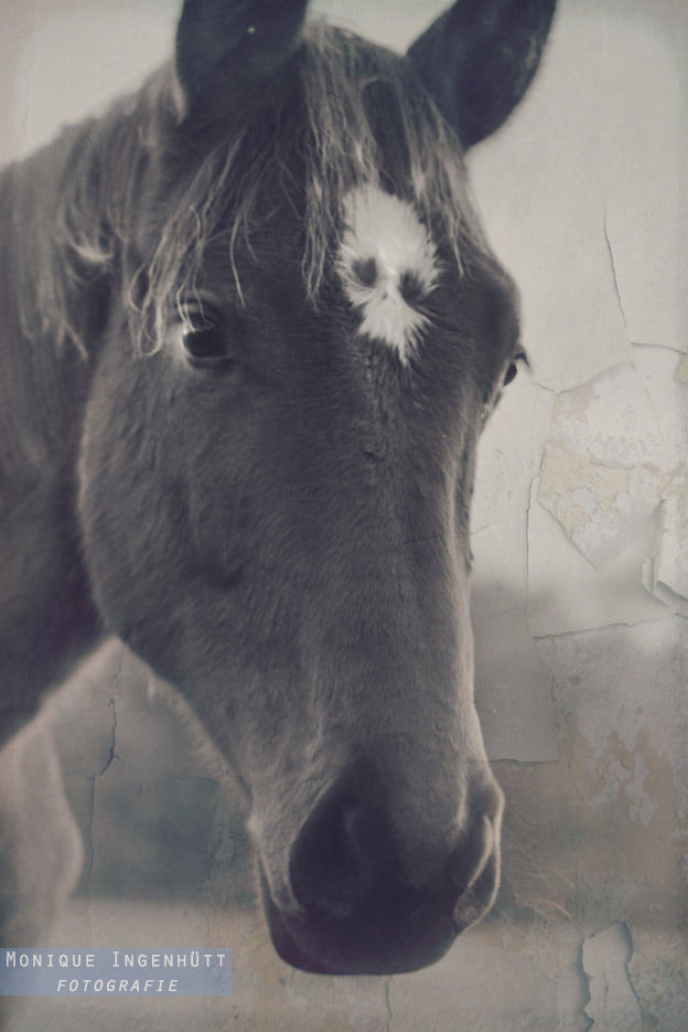 Horse of Death