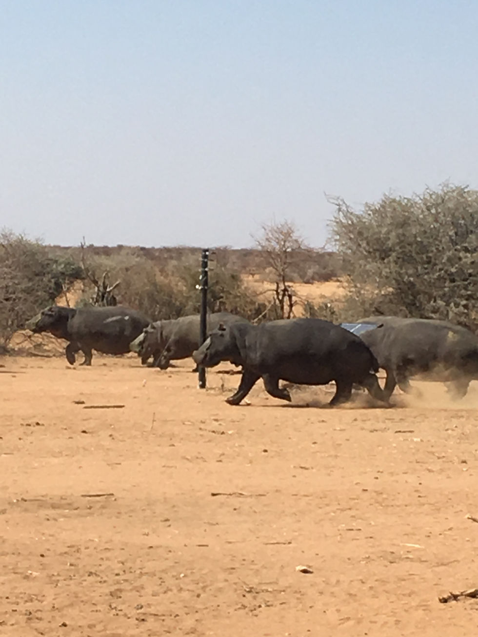 Hippos