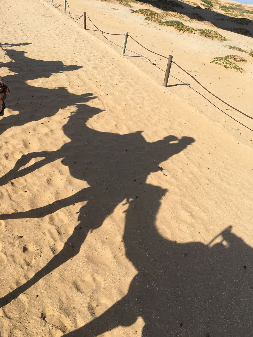 Camel Ride Silhouette