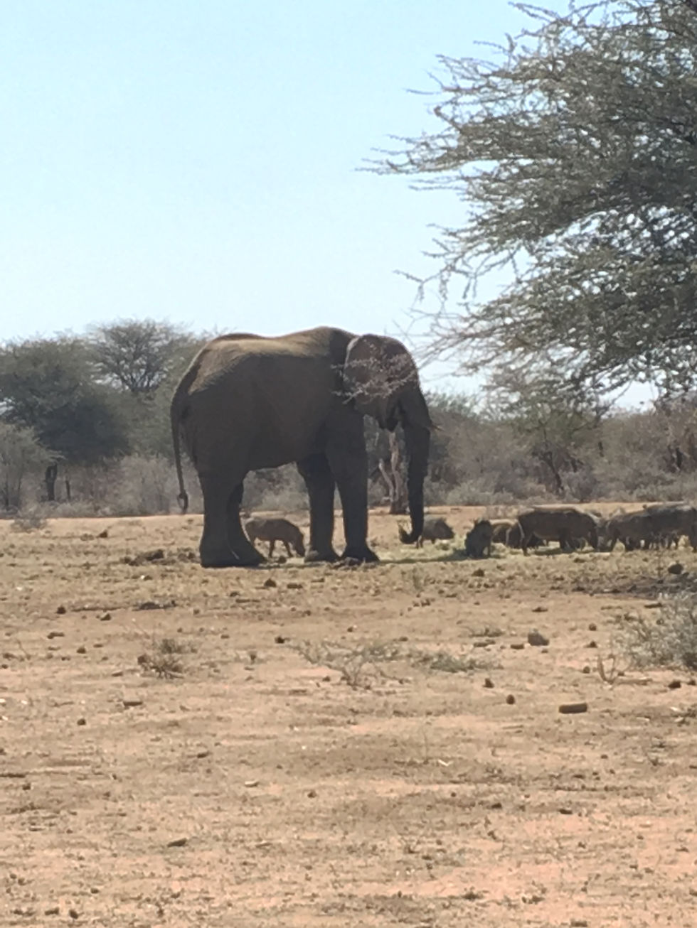 Elephant