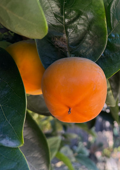 Kimberly Kay Photography
