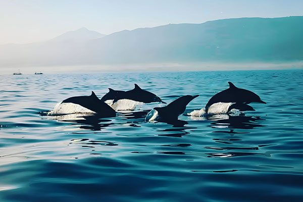 Dolphins.jpg