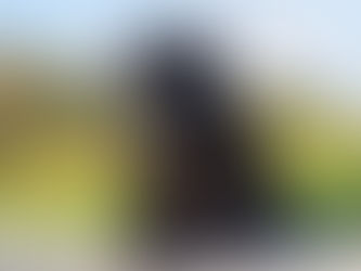 Considerations for Feeding your Senior Dog