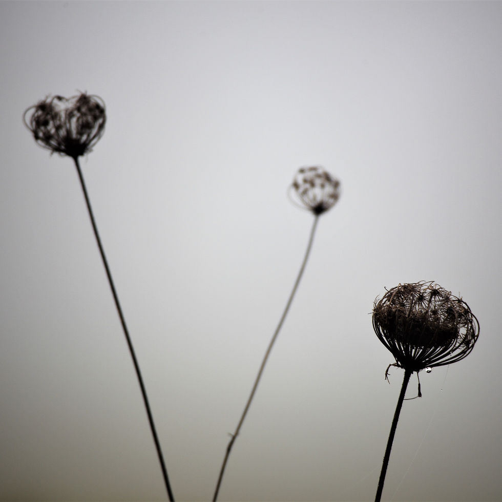 _MG_2742 (3)