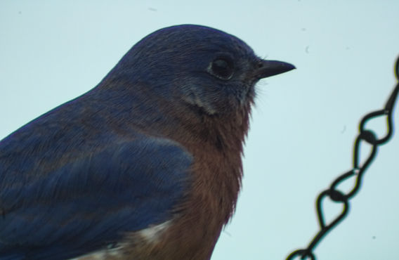 blue bird.jpg