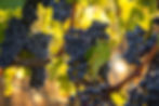 Raisin sur une vigne