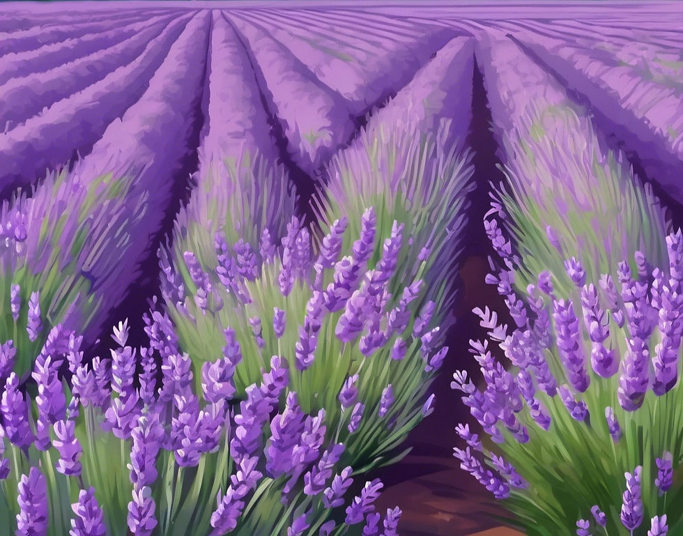 lavender field.jpg