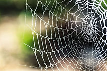 Spider Spraying Marlborough Sounds