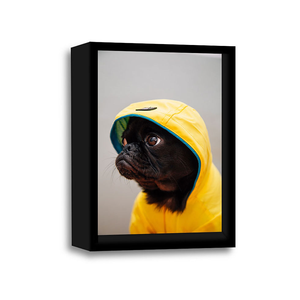 Miniatura: Pugmeable