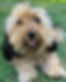 oddy.png