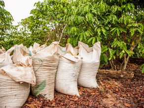 Café brasileiro no mercado global: como produtores podem exportar e lucrar mais