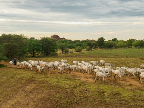 Carne Brasileira em Alta: Como Exportar e Inserir no Mercado Global com Rentabilidade