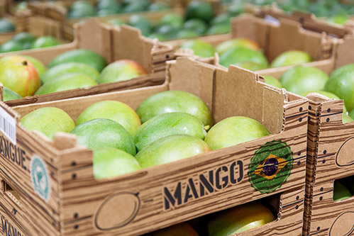 Caixas de madeira com mangas verdes, empilhadas, com a palavra MANGO impressa.