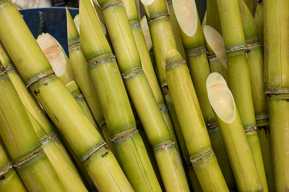 exportar cana de açúcar