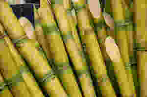 exportar cana de açúcar