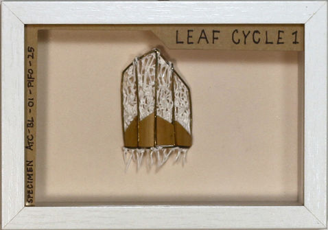 bamboo and pla leaf framed specimen 4x6" white frame