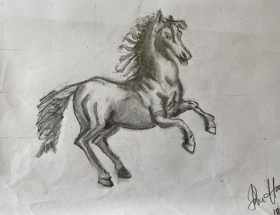 Pencil sketch of a lively horse created during week 2 of the Seasons art class in Hawkes Bay.