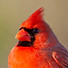 NOCA_Lee_CO_12-15-2012_19.jpeg