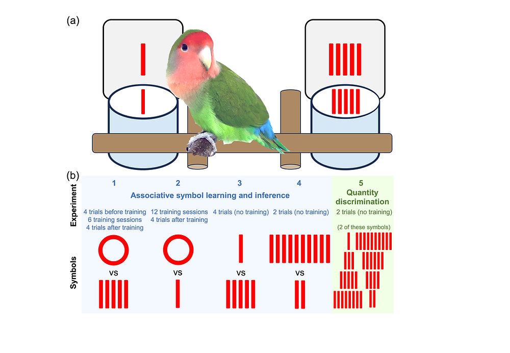 Bird Symbol Math New paper on lovebird symbol learning and numerical ability is out!