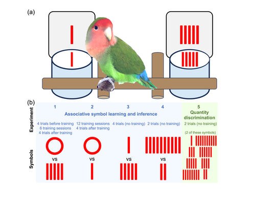 New paper on lovebird symbol learning and numerical ability is out!