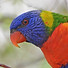 Rainbow lorikeet © Gerald Allen (ML405234241).jpg