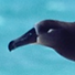 Black-footed albatross 2.png
