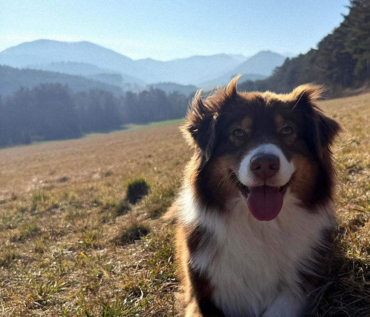 Blume Hund_Futterberatung Hund_Logo_Mobiles Hundetraining_Magdalena Gaida_Soul-Dog