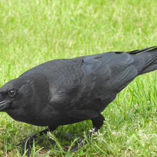 DSCN1098 crow face crop.jpeg