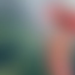 Las 5 claves de la psicología japonesa