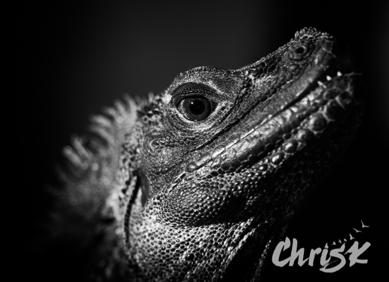 Thumbnail: 16 by 20'' Matted Print