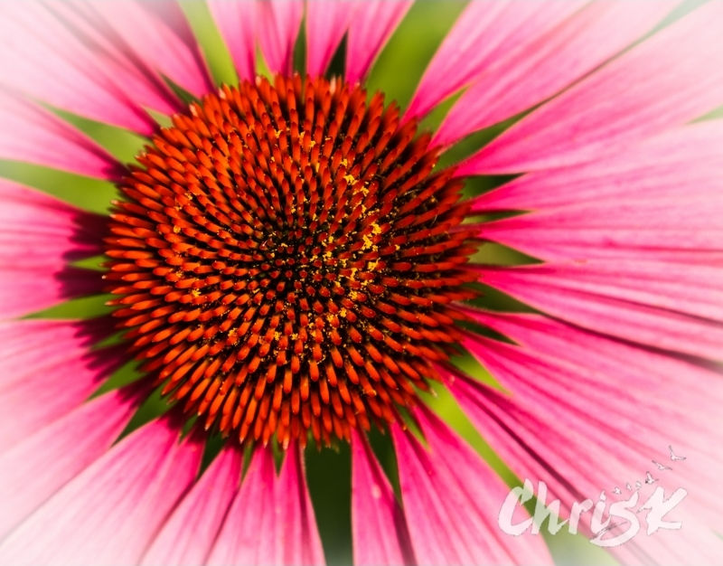 Thumbnail: 12 by 16'' Matted Print