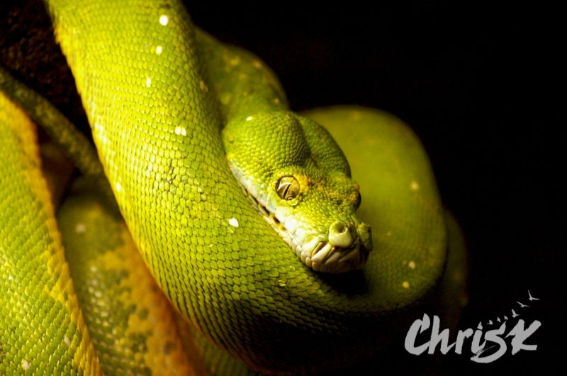 Thumbnail: Gift Card