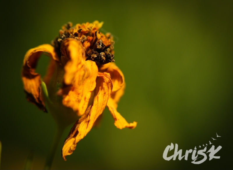 Thumbnail: 8 by 10'' Matted Print